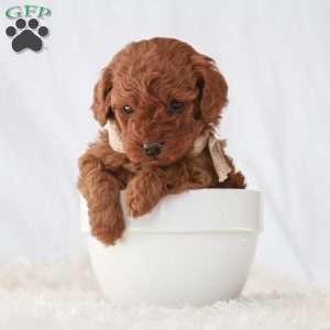 Maverick, Toy Poodle Puppy
